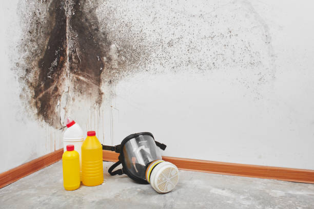 Best Attic Mold Removal  in Kaneohe, HI