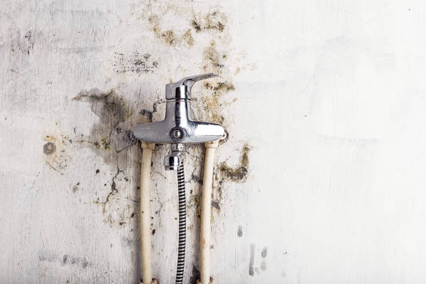 Best Black Mold Removal  in Kaneohe, HI