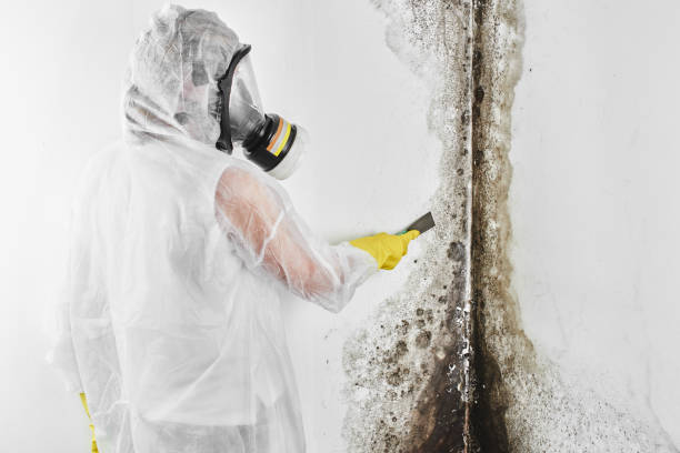 Best Fast Mold Removal  in Kaneohe, HI