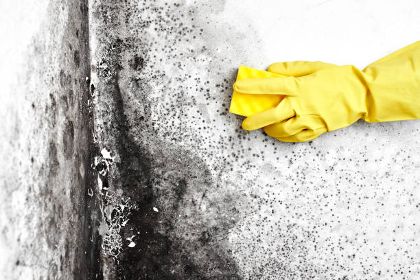 Trusted Kaneohe, HI Mold Removal Experts