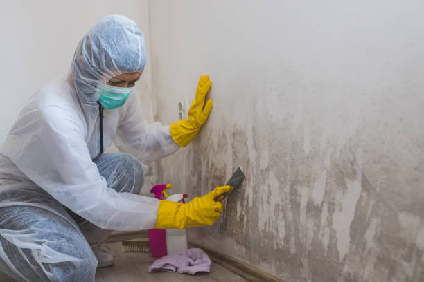 Best Toxic Mold Removal  in Kaneohe, HI