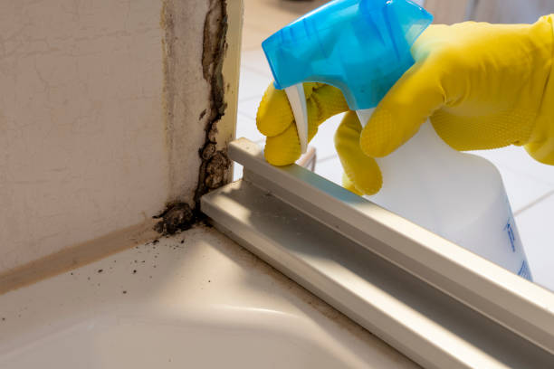 Best Black Mold Removal  in Kaneohe, HI