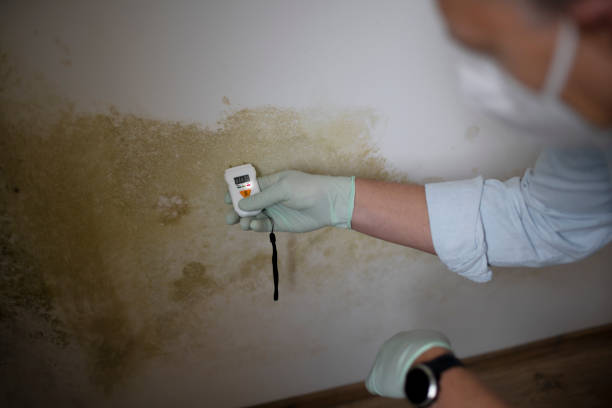 Best Residential Mold Removal  in Kaneohe, HI
