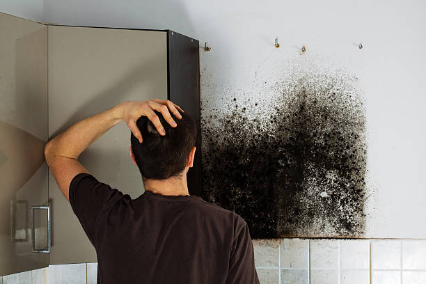 Best Local Mold Removal Service  in Kaneohe, HI