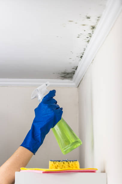 Best Black Mold Removal  in Kaneohe, HI